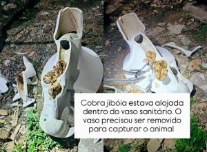 Cobra no vaso