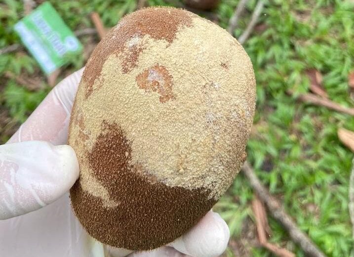 Cupuaçu