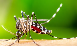 Aedes