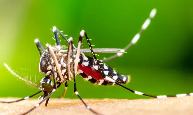 Aedes