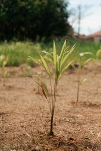 CB Vida ambiental