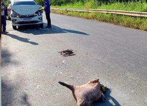 Capivara