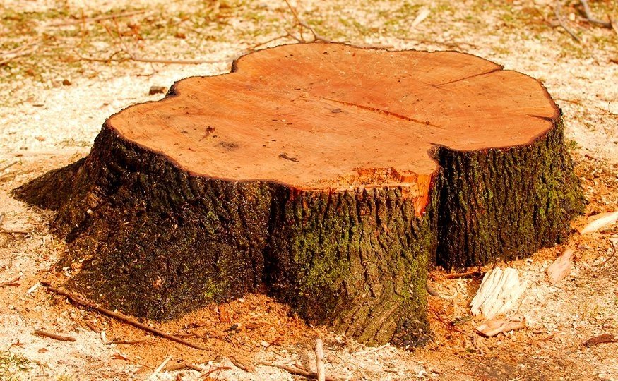 MPF aciona justiça para impedir corte de mais de 200 árvores em área protegida na orla do Rio Acre