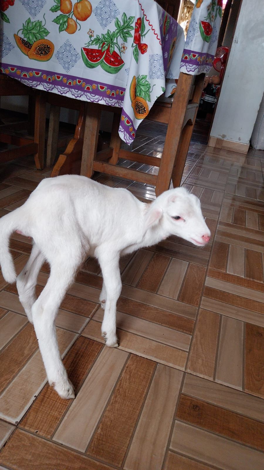 Cabrito nasce com má-formação no ânus e preocupa moradores em ...