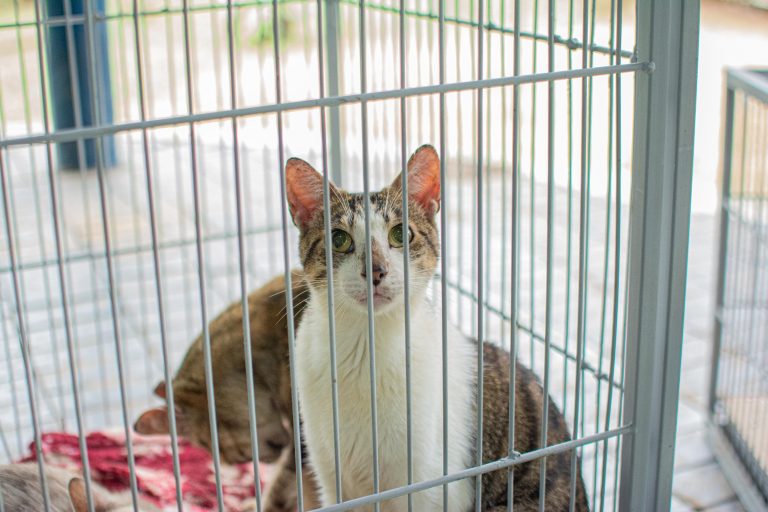 Ação no Horto teve quase mil vacinas aplicadas e adoção de 30 animais