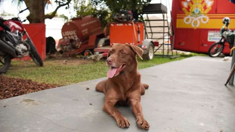 Heróis de quatro patas; cães do Corpo de Bombeiros do Acre transformam ‘brincadeira’ em resgate de vidas