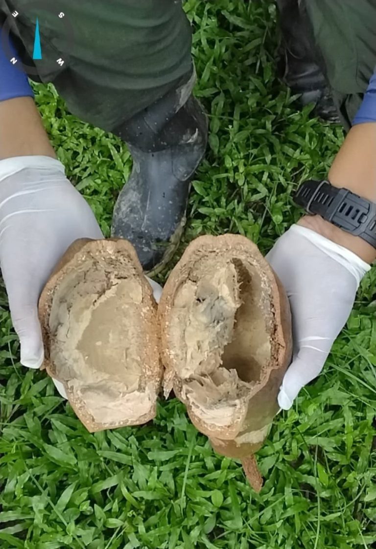 Medidas de reforço de controle da monilíase no Juruá são anunciadas após caso suspeito em Marechal Thaumaturgo