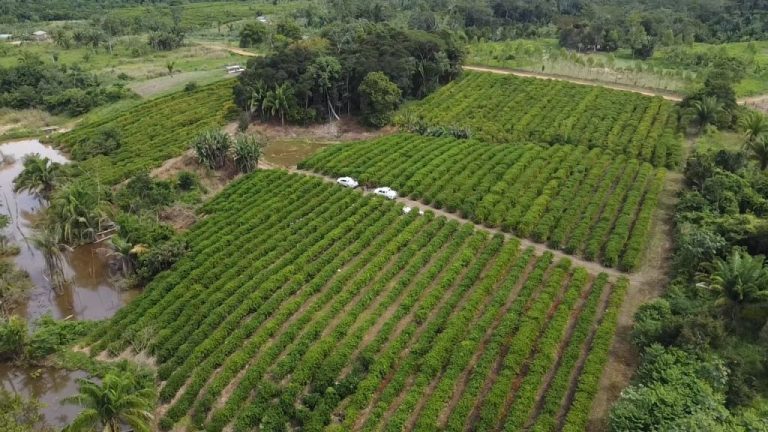 Após prêmio estadual, produção de café avança em Xapuri com apoio logístico da prefeitura