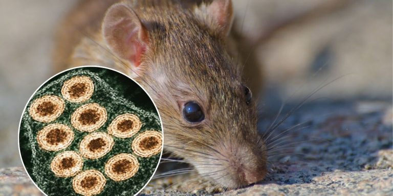Hantavírus: infectologista acreano explica o que é, como ocorre a transmissão e afirma que risco de epidemia é baixo