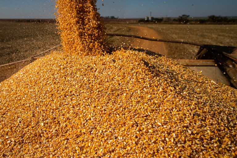 Conab Acre recebe mais 300 toneladas de milho para reforçar estoque do Programa de Venda em Balcão