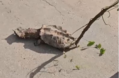 Tartaruga de aparência incomum é encontrada às margens da BR-364 e desperta curiosidade em Sena Madureira; veja o vídeo
