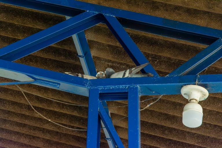 Saúde de Rio Branco orienta população sobre prevenção à criptococose e cuidados em ambientes com fezes de pombos