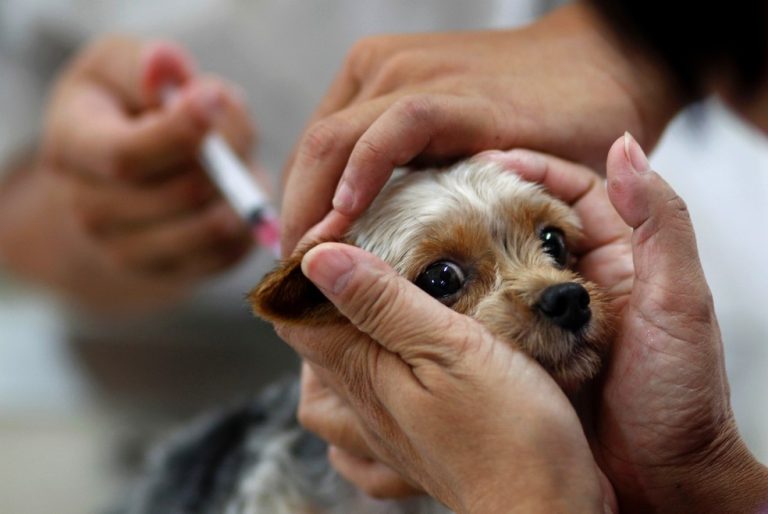 Campanha de vacinação gratuita contra raiva para cães e gatos segue até novembro em Rio Branco
