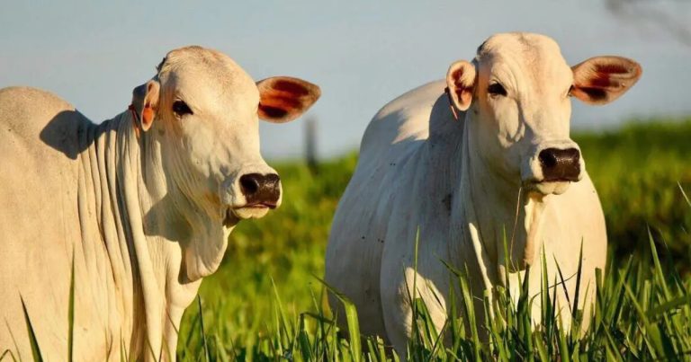 Abate de bovinos no Acre avança, mas produção de leite e ovos recua no segundo trimestre