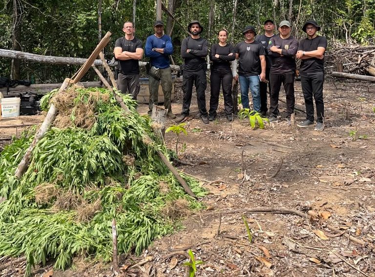 Polícia Civil investiga possível rede por trás de plantação de maconha encontrada na Reserva Chico Mendes