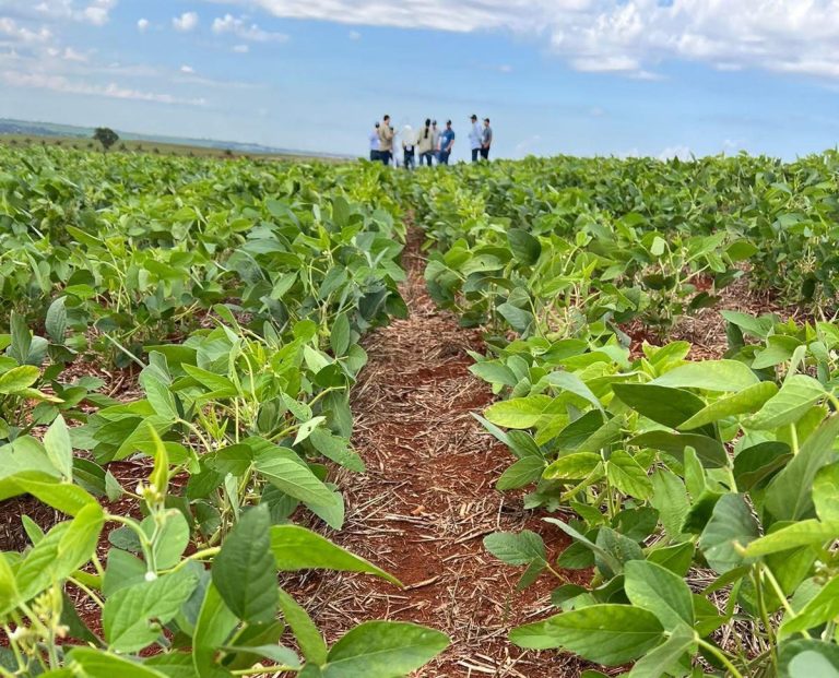 Semeadura de soja começa no Acre e produtores devem cadastrar áreas de cultivo