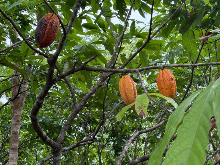 Capacitações fortalecem a produção de cacau e incentivam a fabricação de chocolates artesanais no Acre