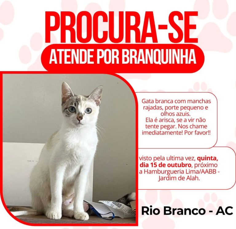 Tutora de gata desparecida oferece recompensa para quem encontrar o pet