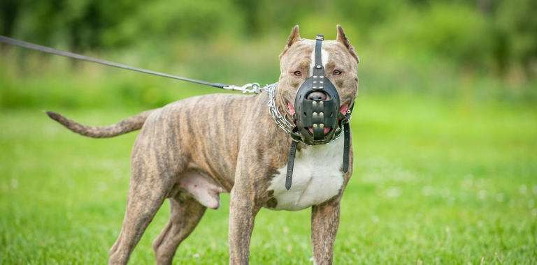 Horto Florestal reforça orientações sobre circulação de cães e obrigatoriedade do uso de focinheiras