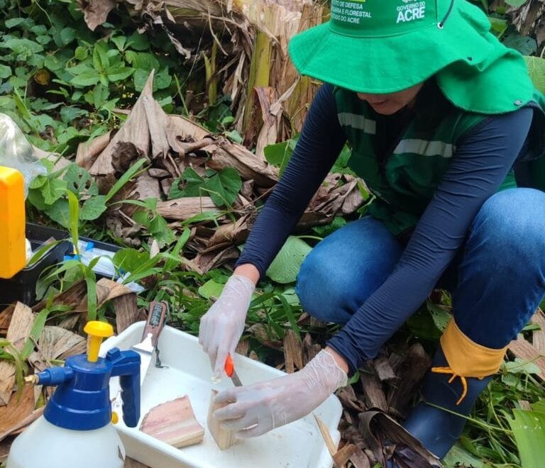 Atualização: Idaf identifica novos focos de moko da bananeira durante ações de vigilância fitossanitária em Feijó