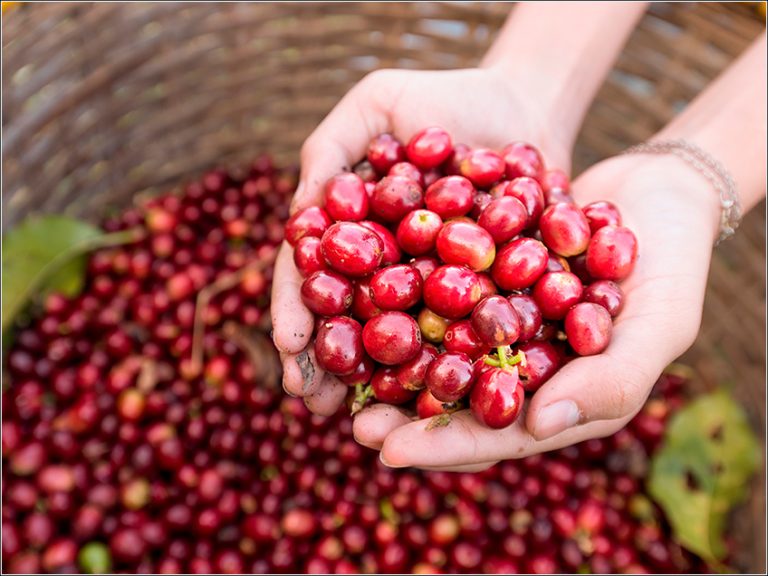Produtoras de Brasiléia e Cruzeiro do Sul são finalistas do Florada Premiada 2026, maior concurso de cafeicultoras do Brasil