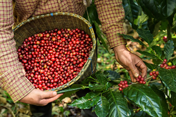 Ufac debate acordo de cooperação para fortalecer cafeicultura no Juruá