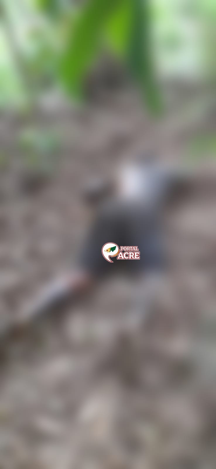 Corpo em decomposição é encontrado em área de mata no Albert Sampaio