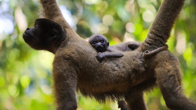 Nino, Caju ou Xingu? Escolha o nome do filhote macaco do Parque Chico Mendes