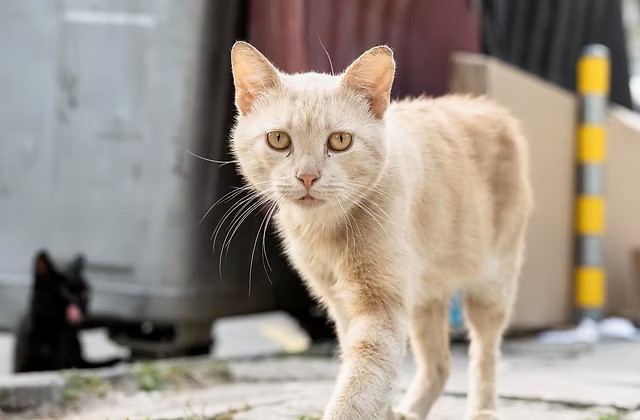 MPF recomenda ações para resgatar cães e gatos abandonados no campus da Ufac