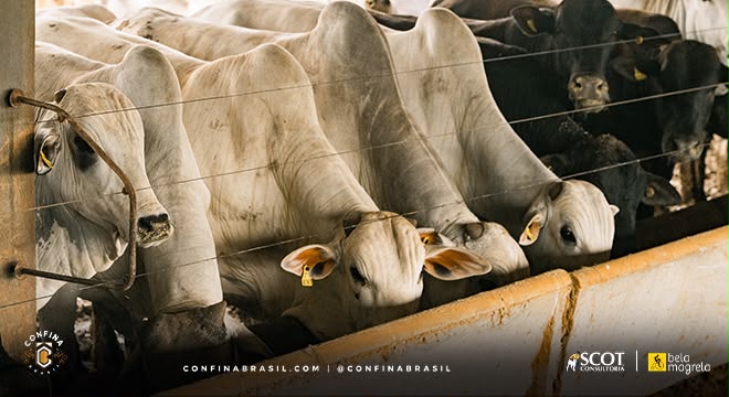 Confina Brasil visita o Acre pela primeira vez e destaca crescimento da pecuária e avanço das exportações de carne